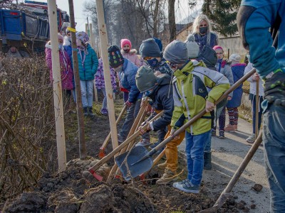 Výsadba nových stromov na Cementárskej ulici v Ladcoch 2021